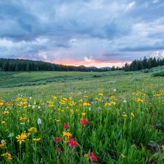 Das Bild zeigt eine blühende Wiese mit bunten Blumen und sanften Hügeln unter einem bewölkten Himmel während des Sonnenuntergangs.